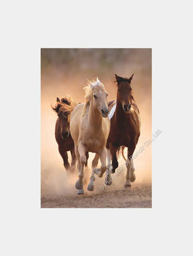 奔驰的马儿/1000片