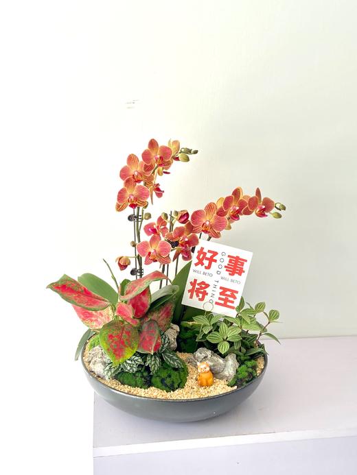 蝴蝶兰/MXY 428 商品图0