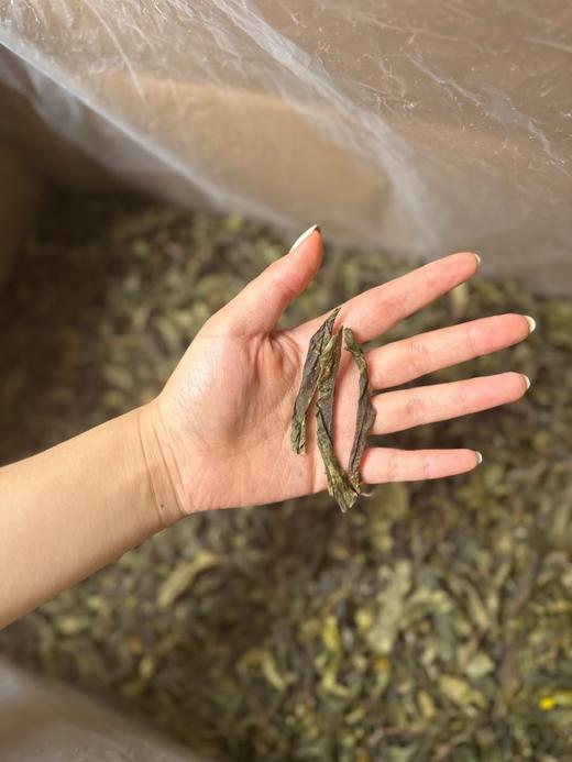 38      不是一万多一公斤的昔归喝不起，而是几十块的昔归黄片更具性价比！来吧亲们！很有性价比的高端茶她今天来了！2025春茶昔归黄金叶！ 商品图1