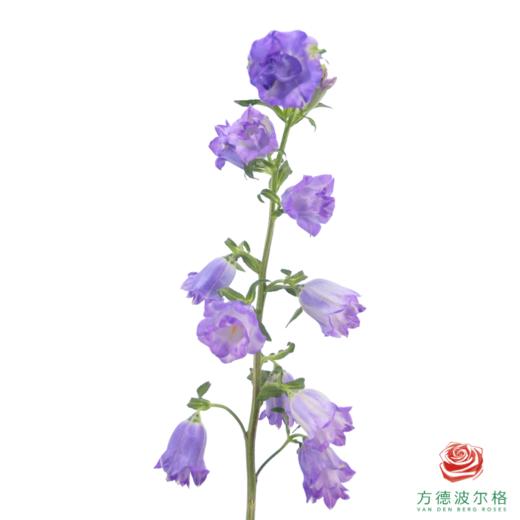 风铃 重瓣紫色 商品图1