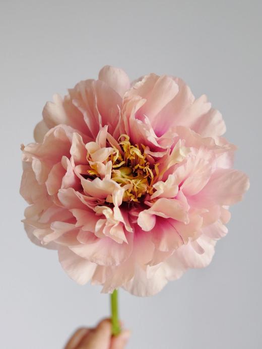 【预售！4.20起陆续发货】卡洛琳警官【你永远胜过别人，至少在我这里】简小姐精选伊藤新品 卡洛琳警官 2件包邮 顺丰空运直发 商品图5