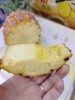 芒果凤梨一箱 商品缩略图5