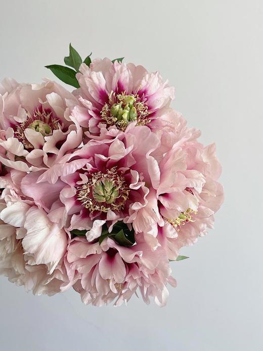 【预售！4.20起陆续发货】卡洛琳警官【你永远胜过别人，至少在我这里】简小姐精选伊藤新品 卡洛琳警官 2件包邮 顺丰空运直发 商品图10