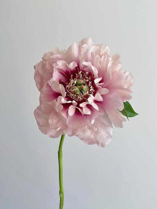 【预售！4.20起陆续发货】卡洛琳警官【你永远胜过别人，至少在我这里】简小姐精选伊藤新品 卡洛琳警官 2件包邮 顺丰空运直发 商品图7