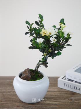 达摩栀子花