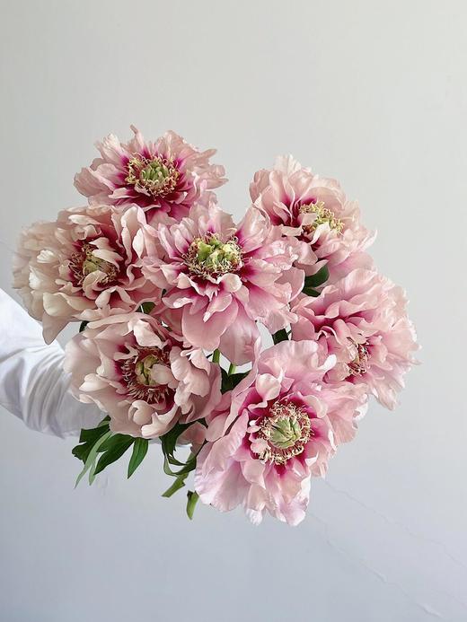 【预售！4.20起陆续发货】卡洛琳警官【你永远胜过别人，至少在我这里】简小姐精选伊藤新品 卡洛琳警官 2件包邮 顺丰空运直发 商品图13