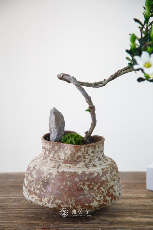 达摩栀子花 商品图2