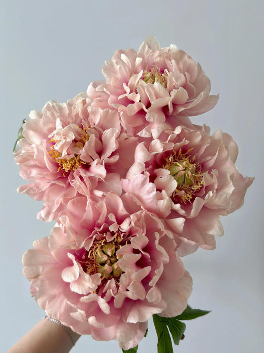 【预售！4.20起陆续发货】卡洛琳警官【你永远胜过别人，至少在我这里】简小姐精选伊藤新品 卡洛琳警官 2件包邮 顺丰空运直发 商品图2