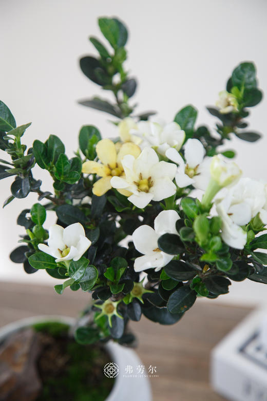 达摩栀子花 商品图1