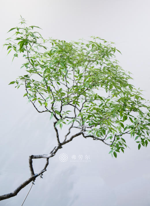 造型黄荆 商品图6