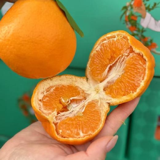 柑橘皇后～精笃大雅柑【净重约7斤】 商品图4