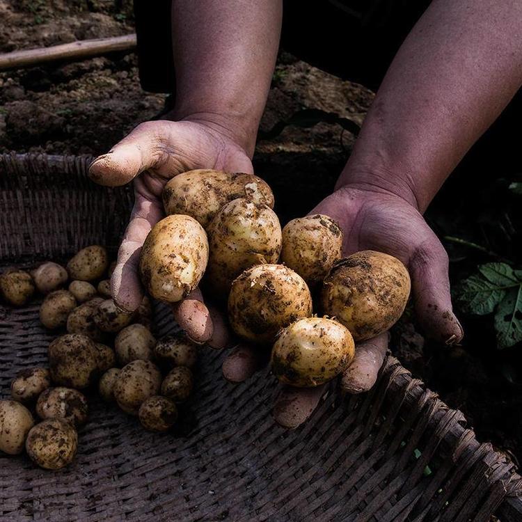 老品种高山土豆 | 湖北恩施土豆 小中大号 新鲜根茎食材 5斤装