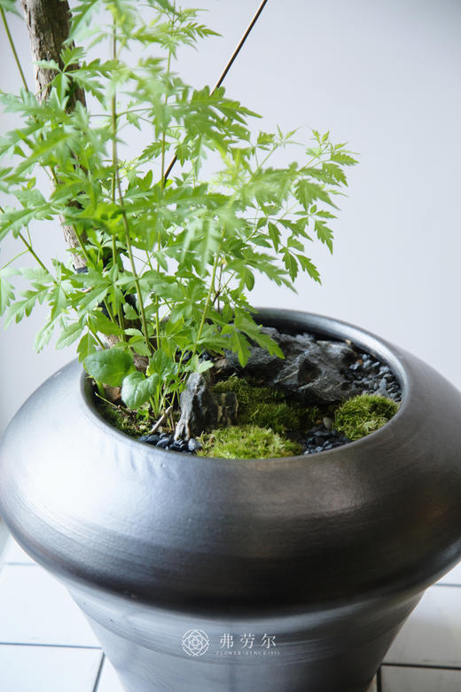 造型黄荆 商品图5