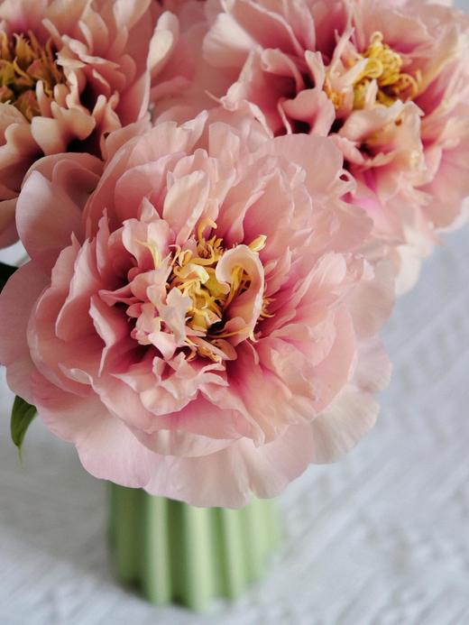 【预售！4.20起陆续发货】卡洛琳警官【你永远胜过别人，至少在我这里】简小姐精选伊藤新品 卡洛琳警官 2件包邮 顺丰空运直发 商品图11