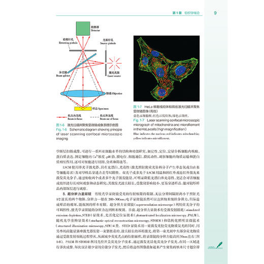 组织学与胚胎学 第4四版 十四五规划教材全国高等学校教材 李和 肖岚 主编 供八年制及5+3一体化临床医学等专业用 人民卫生出版社 商品图4