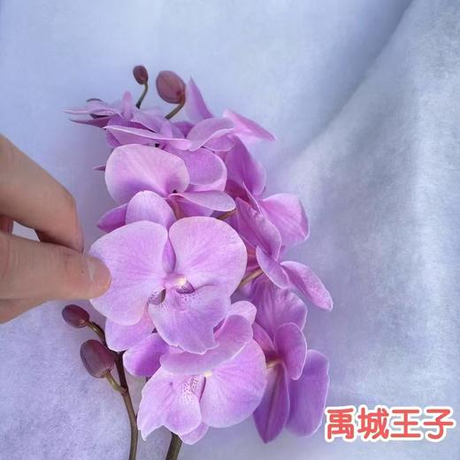 兰花 | 蝴蝶兰禹城王子（可能有轻微瑕疵不售后，介意慎拍） 商品图0