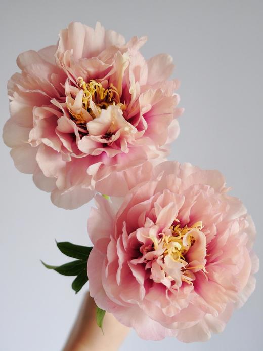 【预售！4.20起陆续发货】卡洛琳警官【你永远胜过别人，至少在我这里】简小姐精选伊藤新品 卡洛琳警官 2件包邮 顺丰空运直发 商品图0