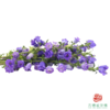 风铃 重瓣紫色 商品缩略图2