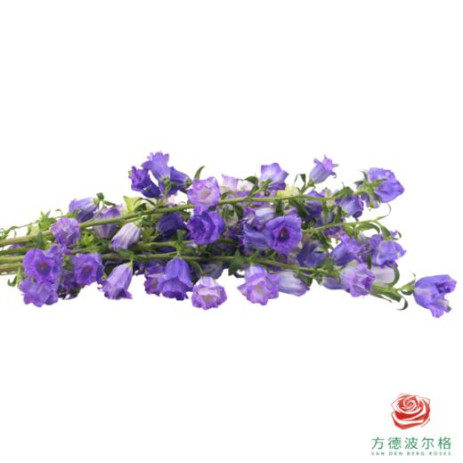 风铃 重瓣紫色 商品图2