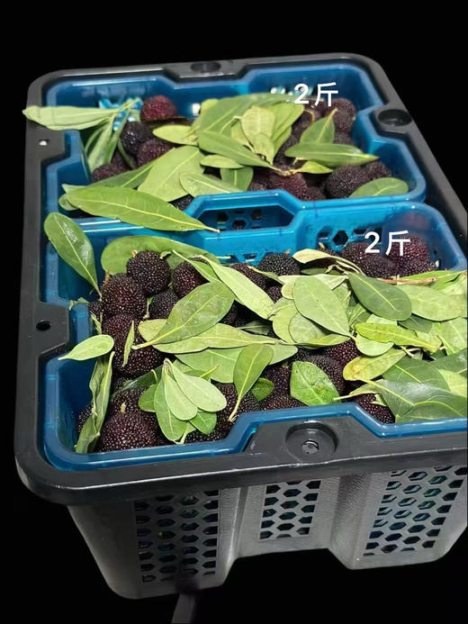 预售，周日配送，云南杨梅没有🐛，第一口鲜！有机春梅*每日空运新鲜少量＃鲜是鲜的嘞～早梅不大的哦！拒绝甜蜜素，九分甜来一分酸，一年一次尝鲜啦！ 商品图7