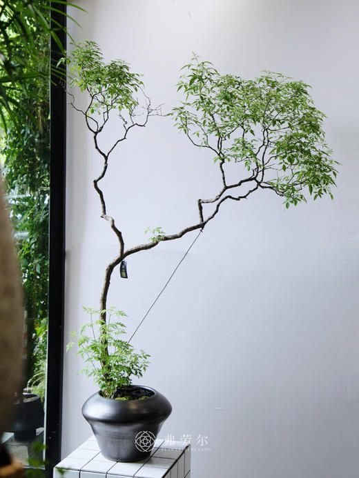 造型黄荆 商品图4