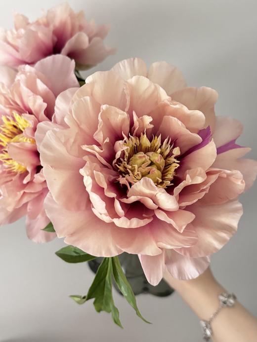 【预售！4.20起陆续发货】卡洛琳警官【你永远胜过别人，至少在我这里】简小姐精选伊藤新品 卡洛琳警官 2件包邮 顺丰空运直发 商品图4