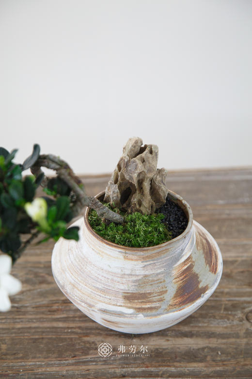 达摩栀子花 商品图2