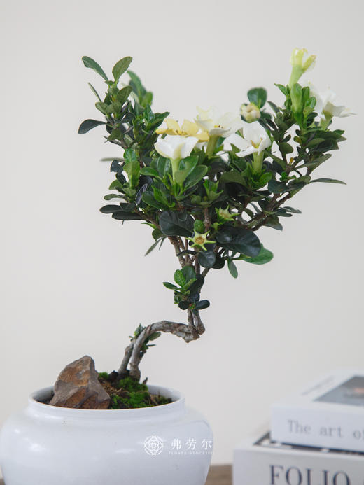 达摩栀子花 商品图2