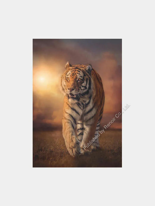 草原上的老虎/1000片 商品图0