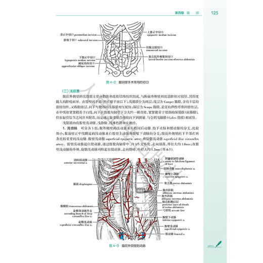 局部解剖学 第4四版 十四五规划教材全国高等学校教材 张雅芳 徐飞主编 供八年制及5+3一体化临床医学等专业用 人民卫生出版社 商品图4