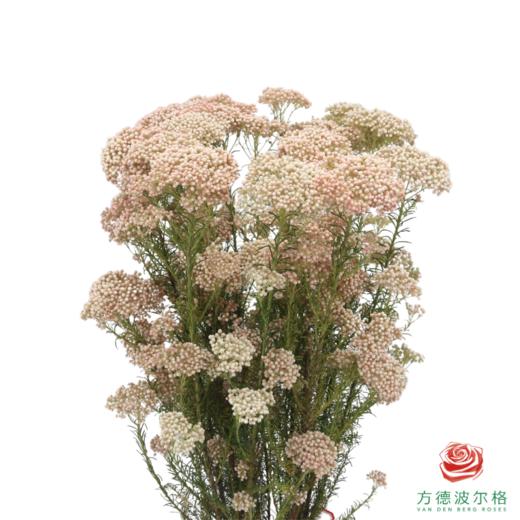 米花 粉白色 商品图0