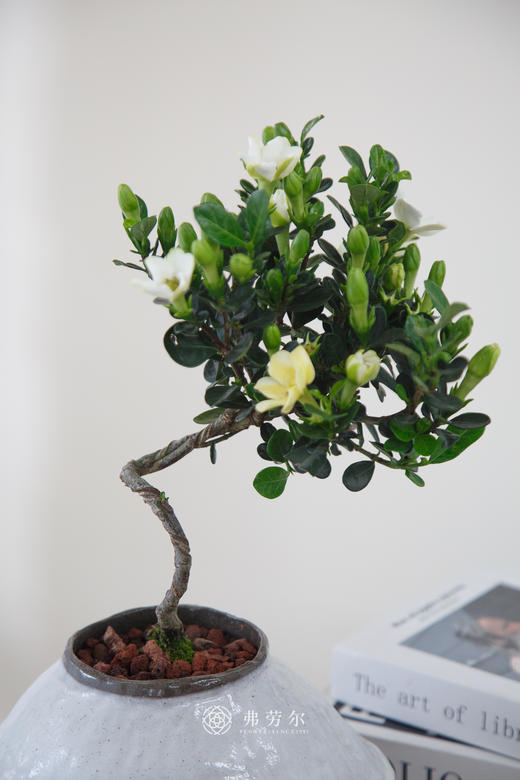 达摩栀子花 商品图2