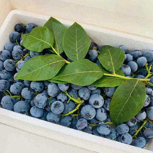 鲜枝蓝莓约350G 商品图0