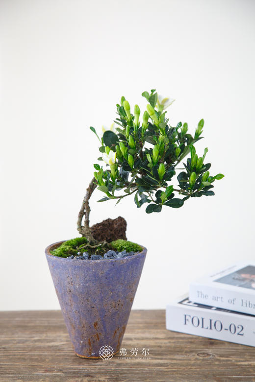 达摩栀子花 商品图0