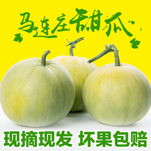 【马连庄甜瓜】酥甜到醉的瓜 带籽吃都满足 颗颗只选精品瓜 当下最清香四溢的必吃甜瓜-CC 商品图0