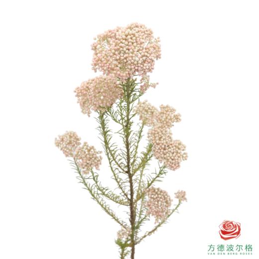 米花 粉白色 商品图2