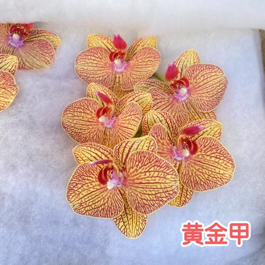 兰花 | 蝴蝶兰黄金甲（可能有轻微瑕疵不售后，介意慎拍） 商品图0