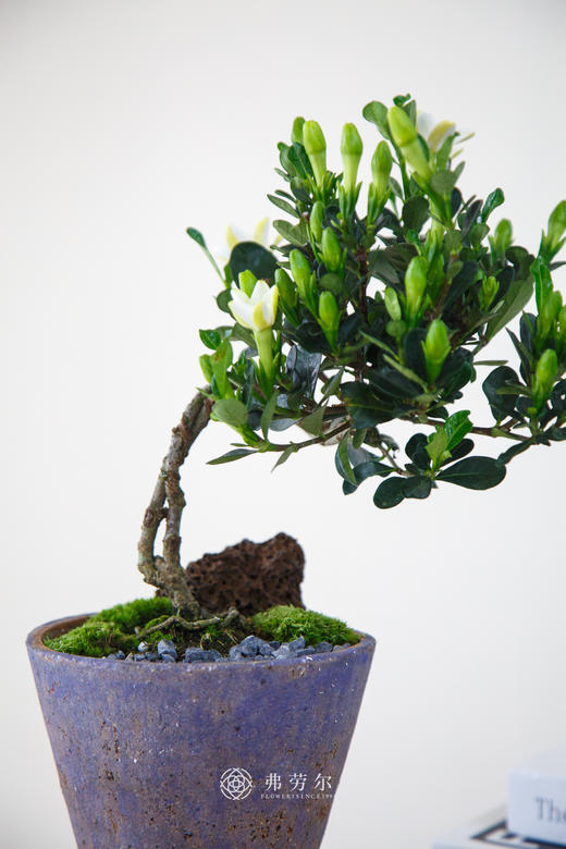 达摩栀子花 商品图1