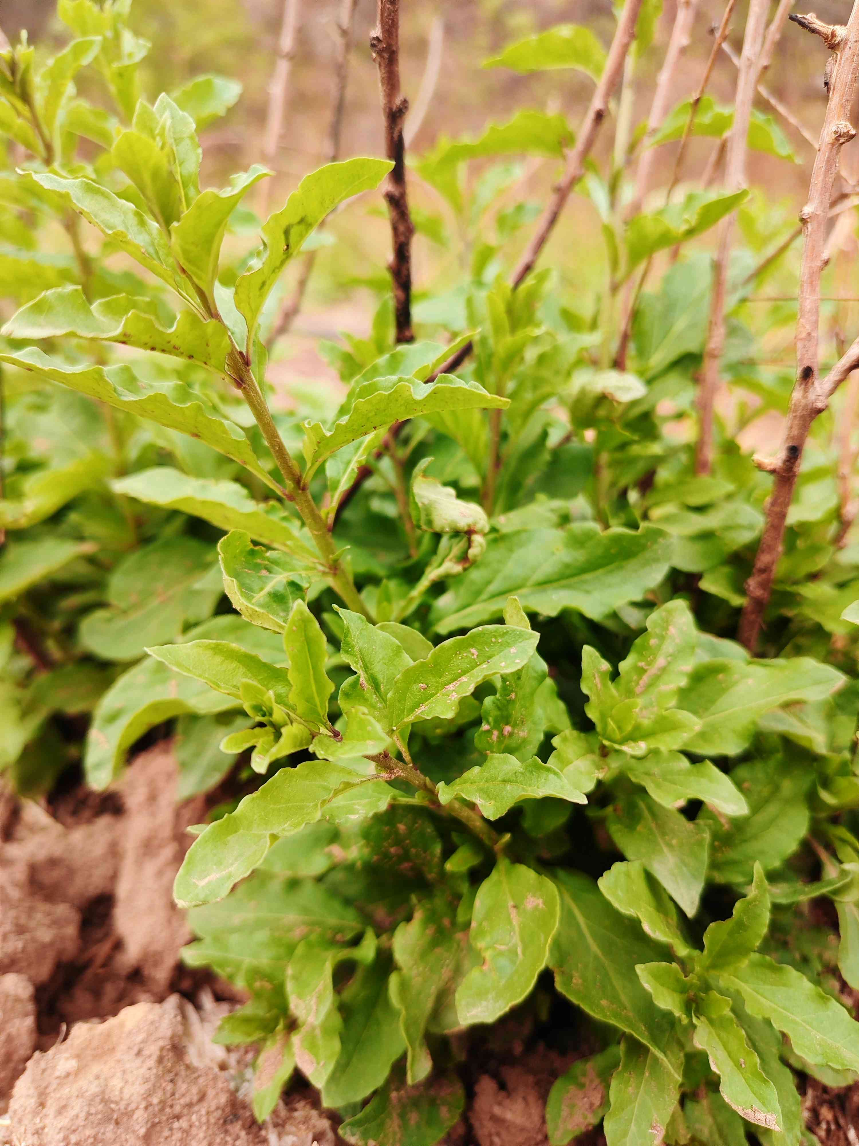 预售京西鲜野菜