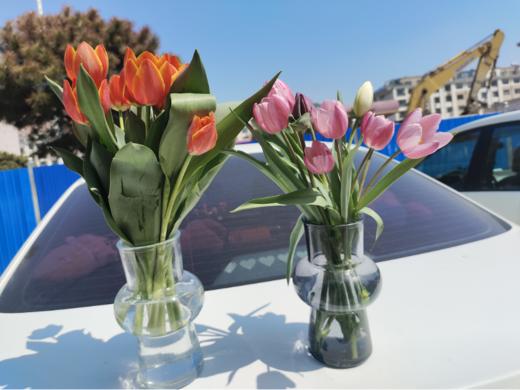 郁金香8支 商品图2