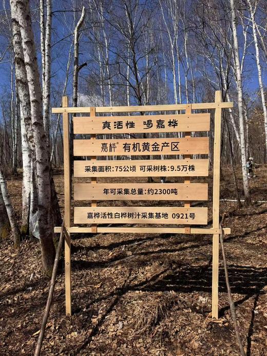 【嘉桦有17项专利证书真活性桦树汁】 一起解密白桦树汁的生命力来源 商品图7