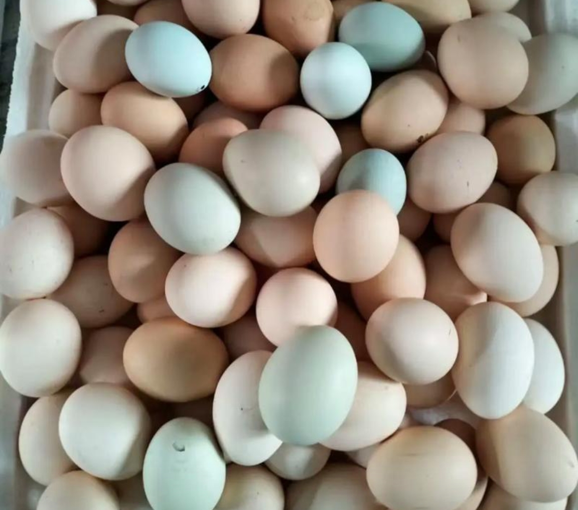 【集中团购送货上门】【新增黑鸡乌壳蛋可选】后院有机基地散养笨鸡蛋，五谷喂养，无抗生素，宝宝妈妈放心吃中通农场基地直邮