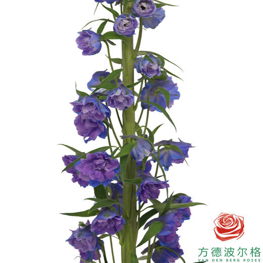 大飞燕-蓝色妖姬 商品图0