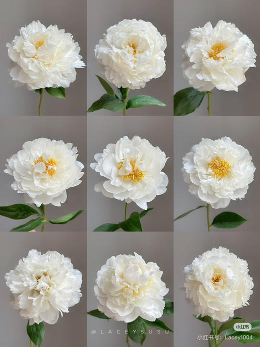 国产芍药-【奶油碗】 商品图1