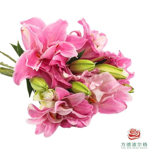 重瓣百合-魔法公主 5枝1扎 商品图3