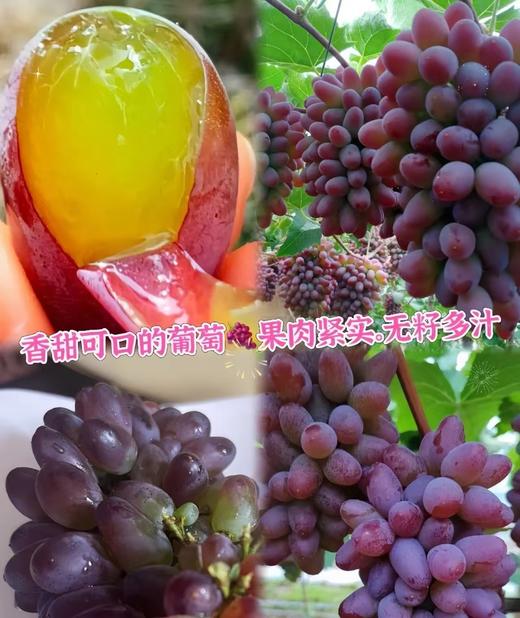 云南诸小沃茉莉香紫罗兰.无籽提 果园现摘现发 新鲜到家 商品图4