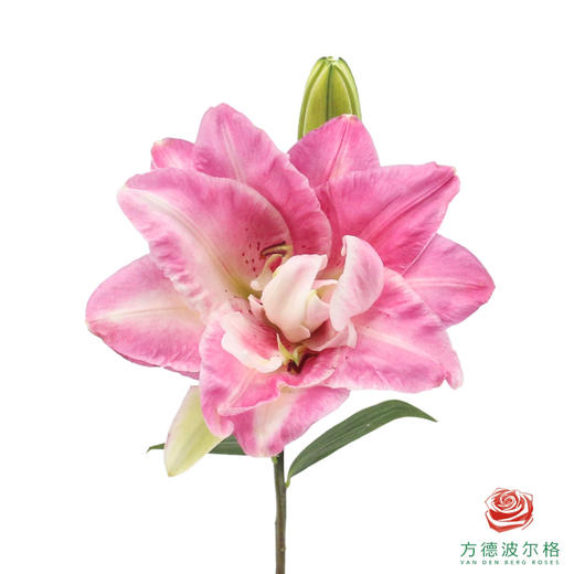 重瓣百合-魔法公主 5枝1扎 商品图1