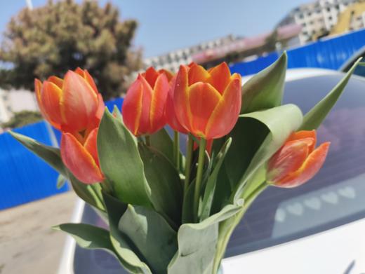 郁金香8支 商品图3