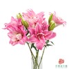 重瓣百合-魔法公主 5枝1扎 商品缩略图0