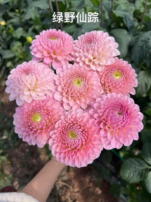 国产花材-【大丽花】绿野仙踪 商品图0